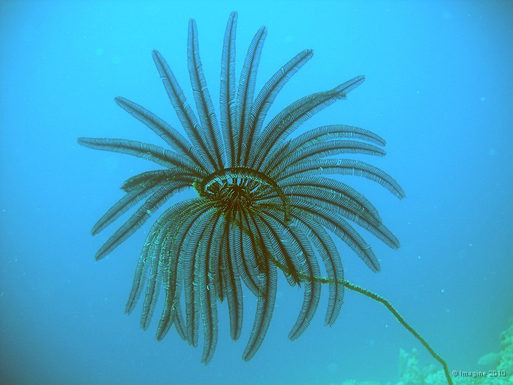 15- Crinoide fixee sur un antipathaire - Passe de Mato.JPG